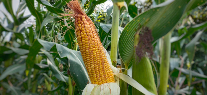 maize vs corn